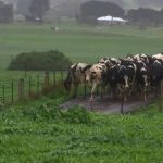 Woolworths to help Australian dairy farmers with 5m in grants