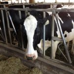 Year Of Volatility For Dairy Farmers