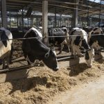 A biological alternative to antibiotics for dairy cows