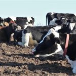 Bump in Dairy Margin Coverage enrollment ahead of uncertain 2021