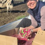 Dairy farmers look to lollies for innovative feed source