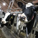 Dairy industry survives pandemic year