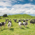 Dream start for dairy prices