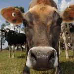 Flatulent cows no longer on the nose with seaweed solution to climate problem