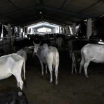 Gold in desi cow milk earthquakes due to slaughter in syllabus for national cow exam