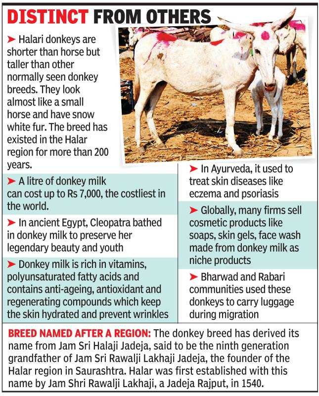 Gujarat donkey breed that delivers1