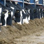 How a dairy cut costs and methane and lifted feed efficiency