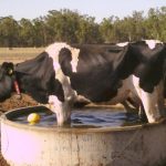 Reducing negative effects of heat stress