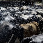 Tips for preventing and handling heat stress in dairy cows