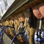 Dairy Markets Continue to Snooze After a Long Weekend