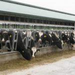 Dairy Report