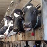 Dairy compensation payments arrive