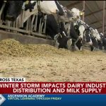 Dairy producers affected by winter storms milk supply impacted