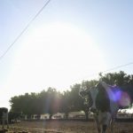 Drought hits Queensland dairy farms bottom line