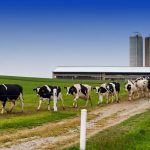 National Dairy Board Scholarship Applications Being Accepted