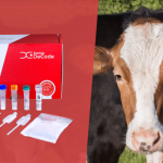 Swiss company launches rapid test to identify A2 milk producing cows