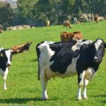 Bega Cheese slices through dairy supply chain with IoT solution