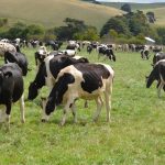 Bega and Burra announce their first milk price step ups this season