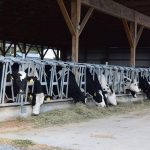 Dairy Cooperatives Resolve Lawsuit Over Dean Foods Sale