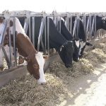 Dairy Margin Coverage to pay out for January