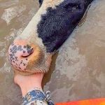 Dairy farmers hit by flood disaster in eastern Australia