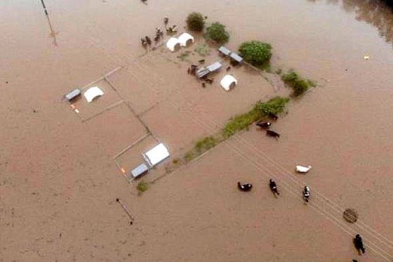 Dairy farmers hit by flood disaster in eastern Australia1