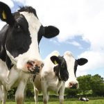 Dairy farmers set target to boost cheese and milk values