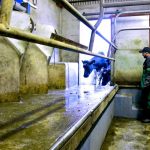 Dairy farmers urged to check EU staff have applied for Settled Status Scheme