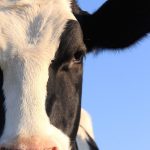 Dairy producers should be more transparent