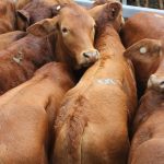 Droughtmaster milk tooth heifers sell for 1540 at Laidley