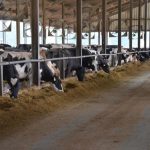 Feed Prices Continue to Pressure Dairy Margins