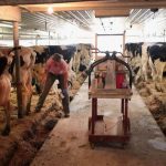 Helping or hurting Wisconsin dairy farmers