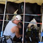 Inmates gaining dairying skills on farm