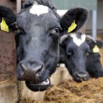 Its time to unleash the real potential of Irelands dairy industry