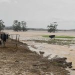 Kempsey dairy farmer says the clean up from the floods will be huge