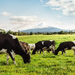 Kiwi dairy firm Fonterra divests farm assets in China