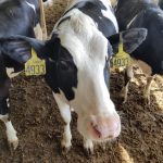 New York milk production prices down