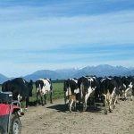 New Zealand milk output to fall by 10