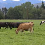 New cow study could benefit NZ