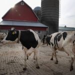 Pandemic assistance feeds hopeful outlook in 2021 for Wisconsin farmers