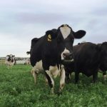 Pay rise for dairy farmers as Fonterra announces 32m half year Australian profit