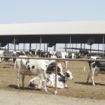 U.S. dairy industry maintains pressure on Canada