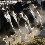 Wisconsin has fewer dairy farms but producing more milk