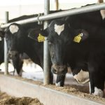 Alvatons Westbrook Farms latest to exit dairy business