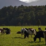 Australian live cattle exports will lift with NZ banning live trade industry analyst