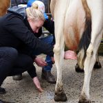 Baristas get hands on with dairy cows to learn value of quality high protein milk