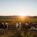 California Dairy Farmers are Saving Money—and Cutting Methane Emissions—By Feeding Cows Leftovers