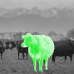 Cow Cocktails and Vaccines Join the Battle to Reach Net Zero