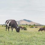 Cow collar with a range of benefits