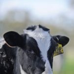 Dairy beef trial reveals high eating quality potential